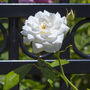 Floribunda Rose 'Iceberg' One X Bare Rooted Plant, thumbnail 1 of 6