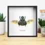 Elephant Dung Beetle Spreadwing Insect Bug Entomology Taxidermy Box Frame, thumbnail 1 of 3