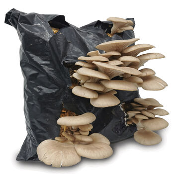 Oyster Mushroom Growing Kit Ready To Grow, 5 of 12