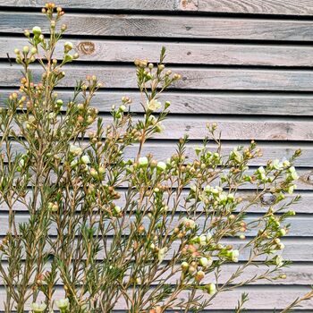 Fresh Wax Flowers Stems X Five, 5 of 8