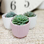 Set Of Three Small Succulents In Pots, thumbnail 2 of 8