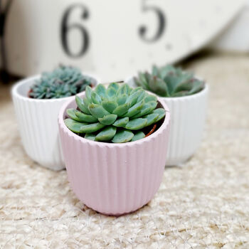 Set Of Three Small Succulents In Pots, 2 of 8