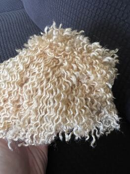 Light Apricot Cockapoo Cavapoo Bag Charm, 6 of 6