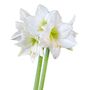 Amaryllis Bulbs 'White' Two X Bulb Pack, thumbnail 1 of 8