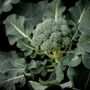 Broccoli 'Green Magic' 12 X Full Plant Pack, thumbnail 1 of 5
