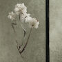 Small Antique Pressed Flower Frame: Achillea Ptarmica, thumbnail 3 of 7