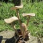 Wooden Mushrooms Ornament For Garden, thumbnail 5 of 6