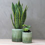 Green Ceramic Plant Pots, thumbnail 6 of 6