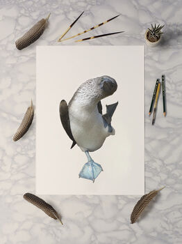 Blue Footed Booby Giclée Art Print, 2 of 3