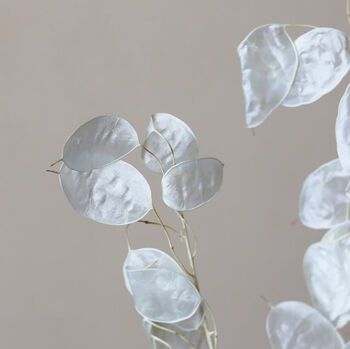 Natural Dried Bleached Lunaria Honesty Bunch, 4 of 4