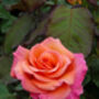 Famous Named Rose Tina Turner, Plant Gift, thumbnail 1 of 2