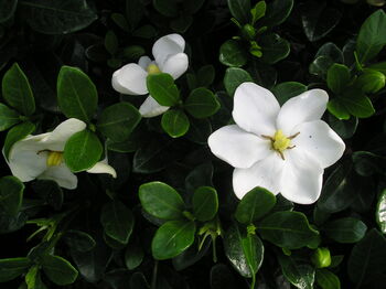 Gardenia Kleims Hardy Scented Plant Gift, 2 of 2
