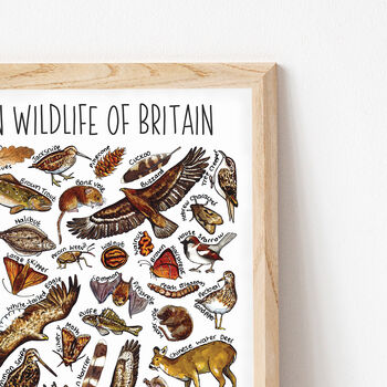 Brown Wildlife Of Britain Print, 5 of 5