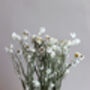 Natural Dried White Daisy Flowers, thumbnail 3 of 4
