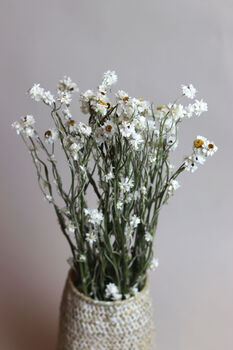 Natural Dried White Daisy Flowers, 3 of 4