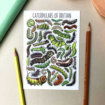 Caterpillars Of Britain Watercolour Postcard, 7 of 9