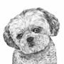 Shih Tzu Dog Portrait Print, thumbnail 3 of 3