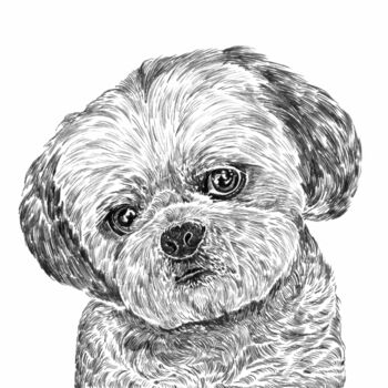 Shih Tzu Dog Portrait Print, 3 of 3