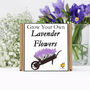 Gardening Gift For Her. Grow Your Own Lavender Plant, thumbnail 2 of 4