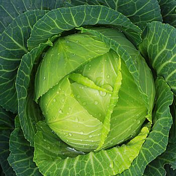 Vegetable Cabbage 'Durham Early' Plug Pack, 4 of 5
