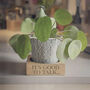 House Plant Pot Stand, thumbnail 6 of 11