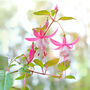 Fuchsia 'Pink + White Bicolour' One Litre Pot, thumbnail 3 of 5