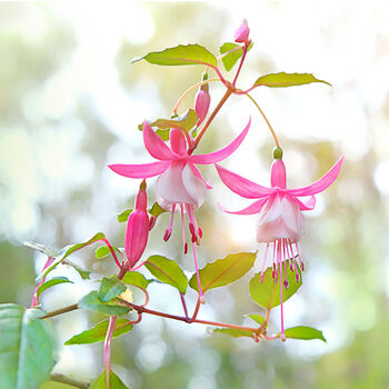 Fuchsia 'Pink + White Bicolour' One Litre Pot, 3 of 5