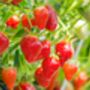 Strawberry Plants, thumbnail 1 of 8