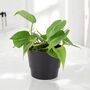 Philodendron Brasil Trailing Plant In 12cm Pot, thumbnail 6 of 7