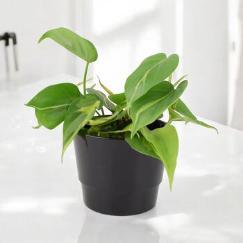 Philodendron Brasil Trailing Plant In 12cm Pot, 6 of 7