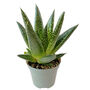 Lawyers' Tongue Aloe Succulent House Plant, thumbnail 5 of 7
