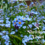 Forget Me Not Huggie Drop Earrings Sterling Silver And Gold Plated Option, thumbnail 7 of 10
