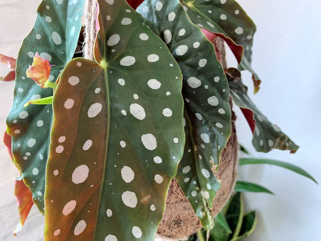 Begonia Maculata Plant In Hanging Kokedama By Stupid Egg Interiors ...