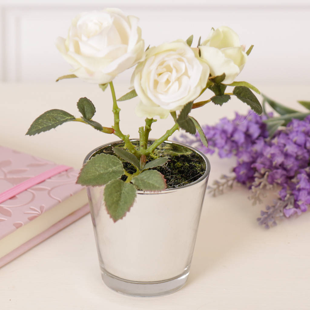 Mini Tea Roses In Pot By Dibor