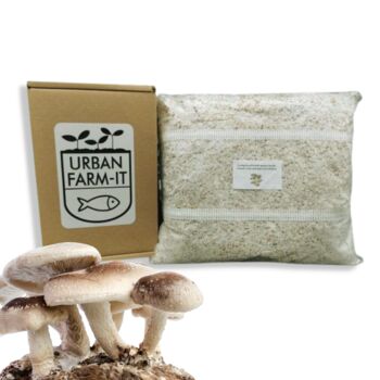 Shiitake Mushroom Grain Spawn 1l, 5l, 3 of 4