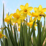 Spring Bulbs Daffodils 'Tete A Tete' Six X Bulb Pack, thumbnail 3 of 5