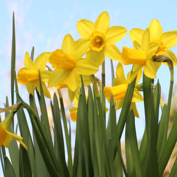 Spring Bulbs Daffodils 'Tete A Tete' Six X Bulb Pack, 3 of 5