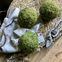 Dried Moss Spheres || Balls, thumbnail 9 of 9