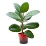 'Ficus Robusta Abidjan' Rubber Plant Houseplant, thumbnail 4 of 5