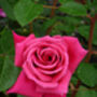 Birthday Rose Gift Rose Happy 80th Birthday, thumbnail 1 of 3