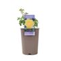 Golden Wishes Rose Bush – Compact Yellow Patio Rose, thumbnail 1 of 4