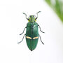 Ivory Banded Emerald Jewel Beetle Bell Jar, thumbnail 2 of 5