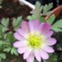 Anemone Blanda Charmer – 20 Pink Anemone Corms, thumbnail 2 of 4