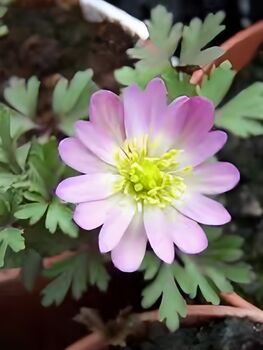 Anemone Blanda Charmer – 20 Pink Anemone Corms, 2 of 4