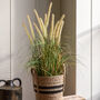 Potted Grass With Cattail Seed Heads, thumbnail 1 of 5