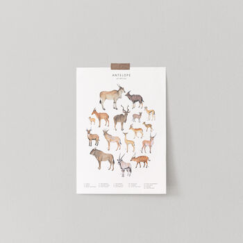 Antelope Animal Print, 2 of 4