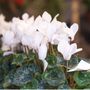 Flowering Cyclamen White Three Plants In 10.5cm Pots, thumbnail 3 of 5
