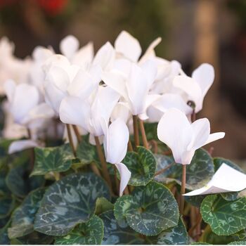 Flowering Cyclamen White Three Plants In 10.5cm Pots, 3 of 5