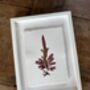 Pressed Seaweed Framed Artwork Dulse .01, thumbnail 1 of 3