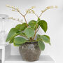 Chinese Money Plant In 9cm Decorative Pot, thumbnail 2 of 4